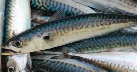 mackerel benefits and side effects.